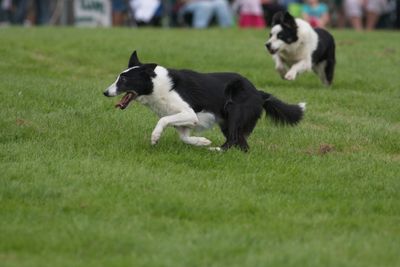 Ragley Game Fair 2009