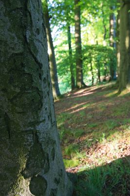 IMG_1600.jpg