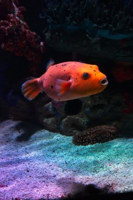 Sealife Birmingham