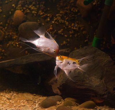 Koi Angelfish - Pterophyllum scalare