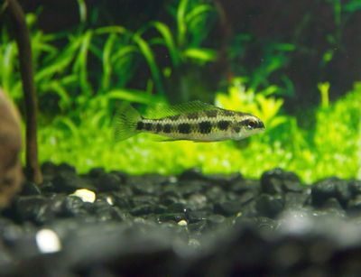 Dwarf South American Cichlids