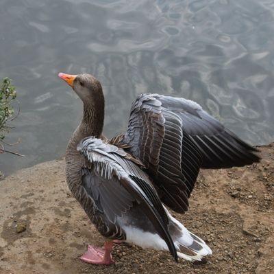 Geese, Arrow Valley