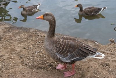 Geese, Arrow Valley