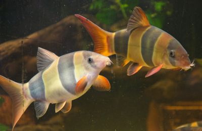 DSC_0245.jpg