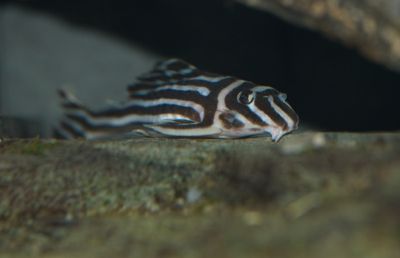 DSC_0256.jpg