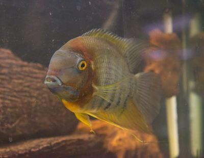 Tropical Fish