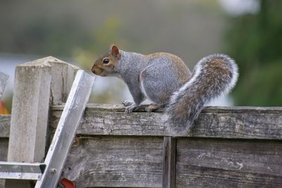 Squirrel