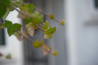 g13/99/209899/3/175037969.aab95417.JPEG