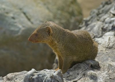 Fujifilm XF70-300mm 4-5.6 R LM OIS WR - 6 10.jpg