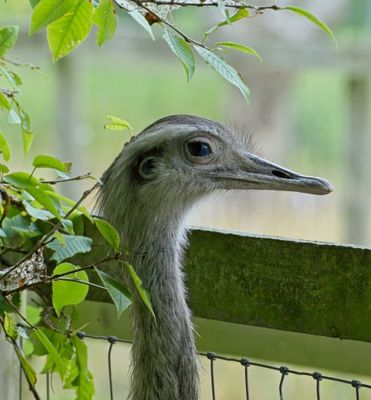 Fujifilm XF70-300mm 4-5.6 R LM OIS WR - 6 12.jpg
