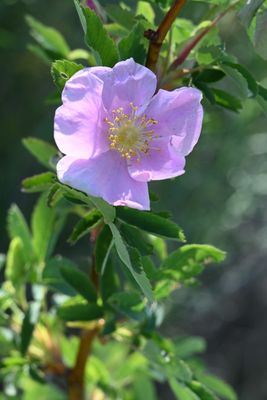Wild Rose DSC_0112.JPG