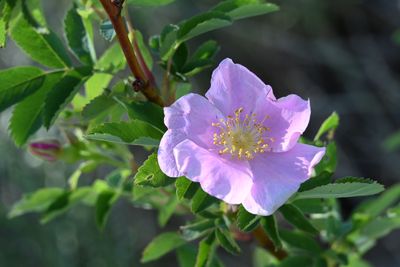 DSC_0111_WildRose.JPG