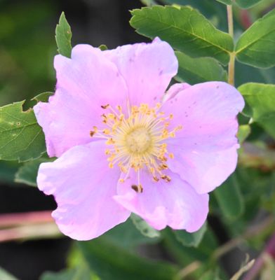 DSC_0114 wild rose.JPG