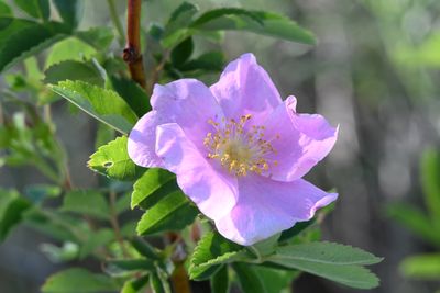 DSC_0115 wild rose.JPG