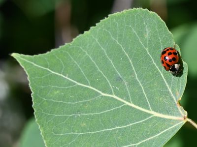 DSC_0332 Lady Bug on Aspen Leaf.JPG