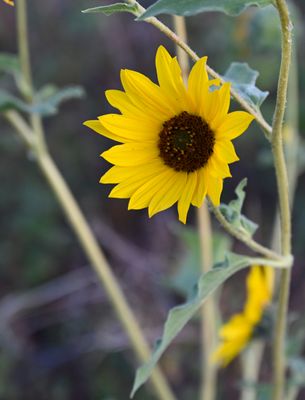_DSC0806 sunflower at Cusick Creek Trail.JPG