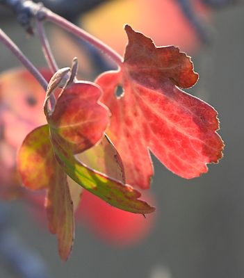 _DSC0802 Turning Leaves at Cusick Creek.JPG