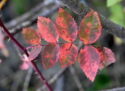 _DSC0916. wild rose leaves turning autumnal on Scout Mtn Nature Trail.JPG