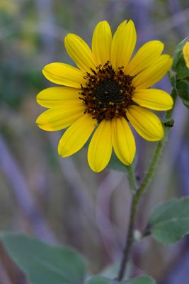 Wild sunflower 2024