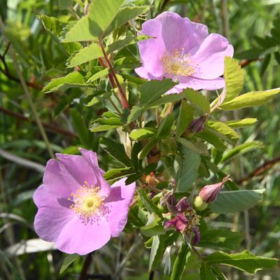 Rosa woodsii _DSC1735.jpeg
