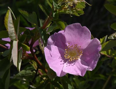 Rosa woodsii_DSC1722.jpeg