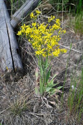 Gelbe wilde Blumen_DSC1761.jpeg