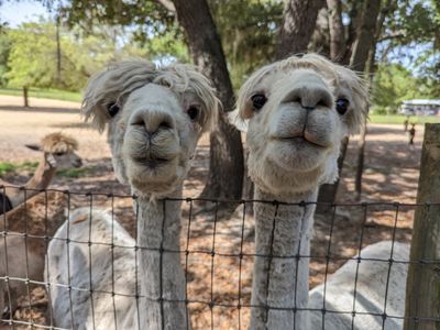 Luna Sea Alpaca Farm