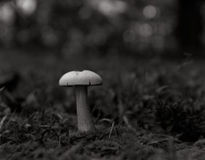 g13/99/50999/3/174682745.a766ea5d.JPEG