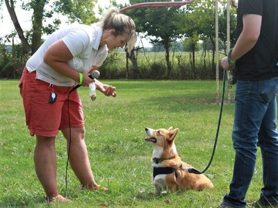 Doggy training