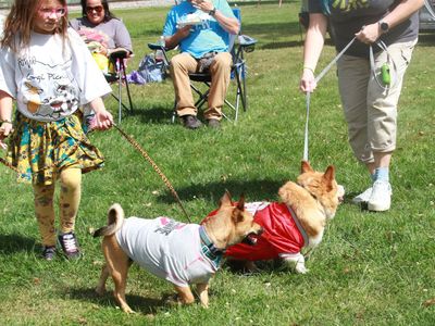 corgi parade