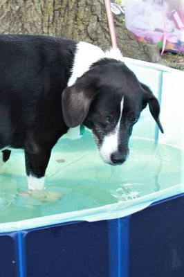 Hot dog dive