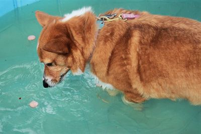 Hot dog dive