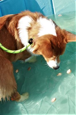 Hot dog dive