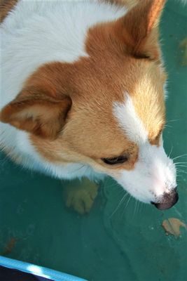 Hot dog dive