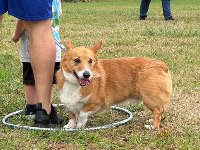 Ohio Corgi Gallery