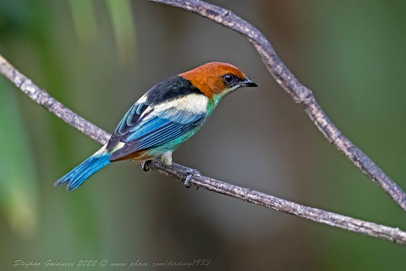Black-backed Tanager (Tangara peruviana)