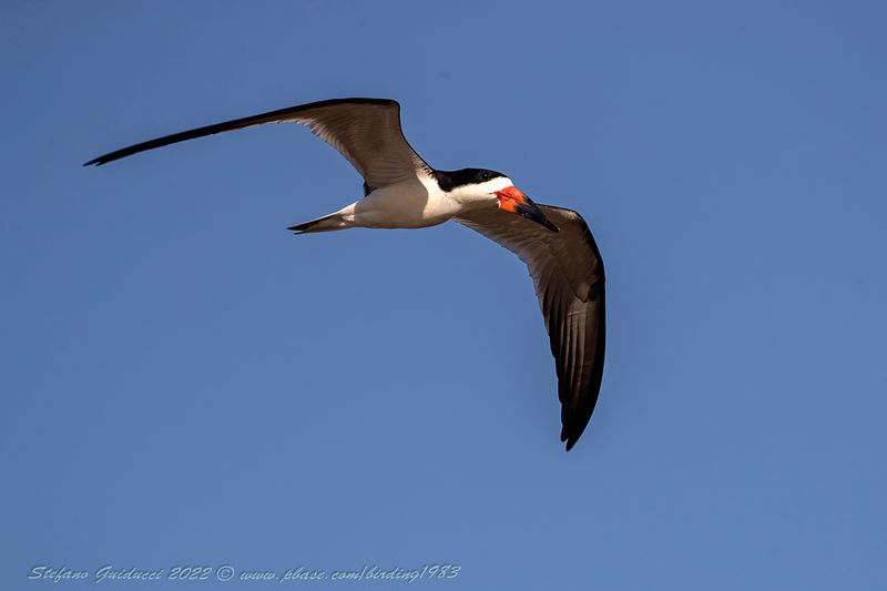 Black Skimmer (Rynchops niger) - Becco a forbice americano