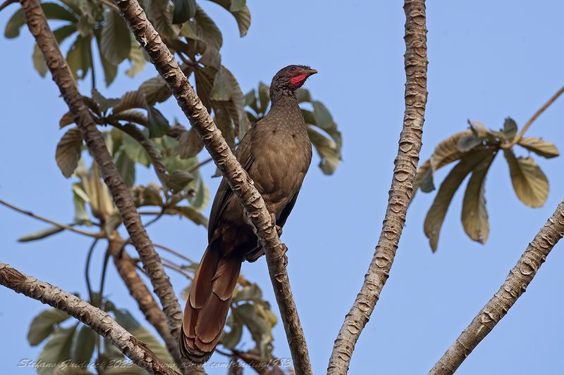 Chaco Chachalaca  (Ortalis canicollis) - Ciacialaca del Chaco