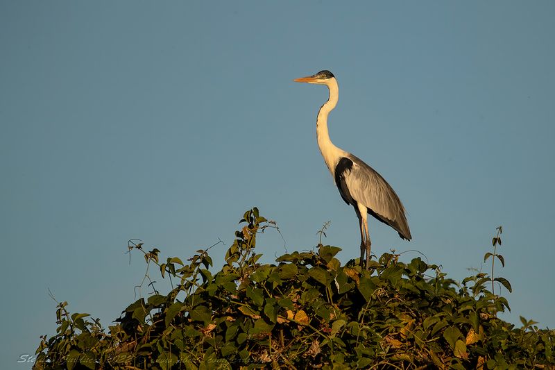 Cocoi Heron  (Ardea cocoi) - Airone Cocoi