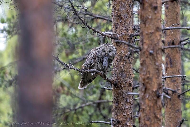 Allocco degli Urali (Strix uralensis) - Ural owl