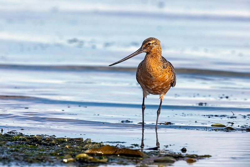 Pittima minore (Limosa lapponica) - Bar-tailed godwit