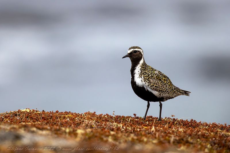Piviere dorato (Pluvialis apricaria) - European Golden-Plover