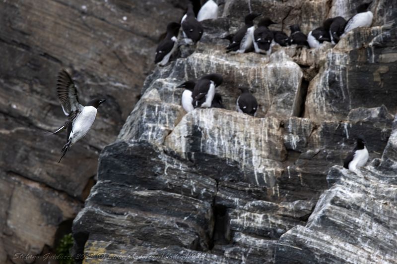 Urie di Brunnich (Uria lomvia) - Thick-billed Murre