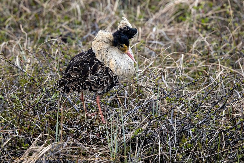 Combattente (Calidris pugnax) - Ruff