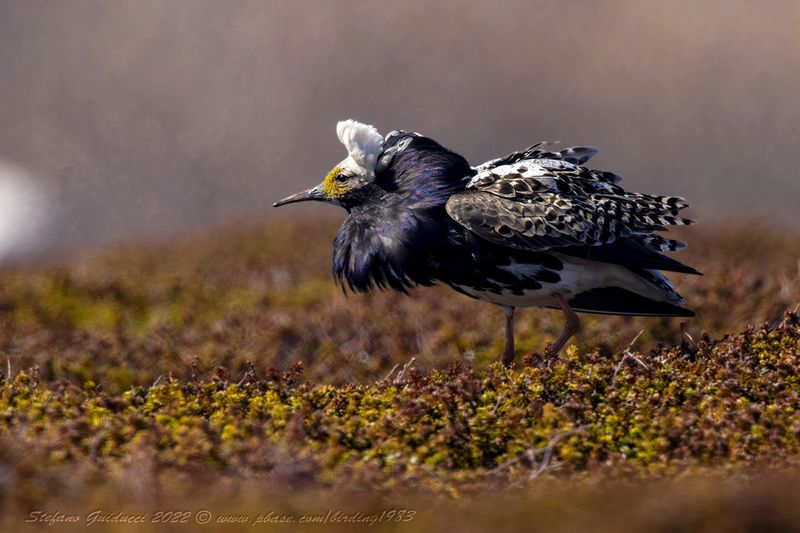 Combattente (Calidris pugnax) - Ruff