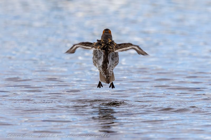 Falaropo beccosottile (Phalaropus lobatus) - Red-necked phalarope