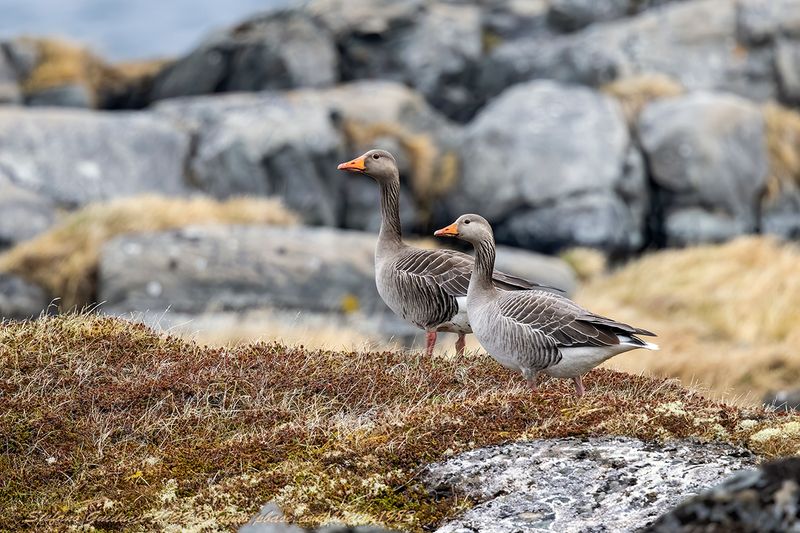 Oca selvatica (Anser anser) - Greylag goose