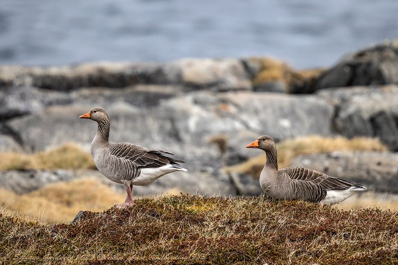 Oca selvatica (Anser anser) - Greylag goose