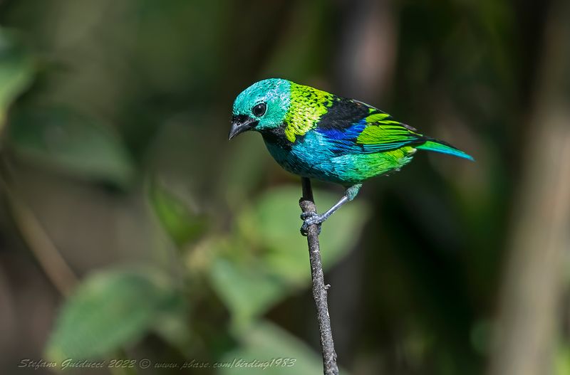 Green-headed Tanager (Tangara seledon) - Tanagra testaverde