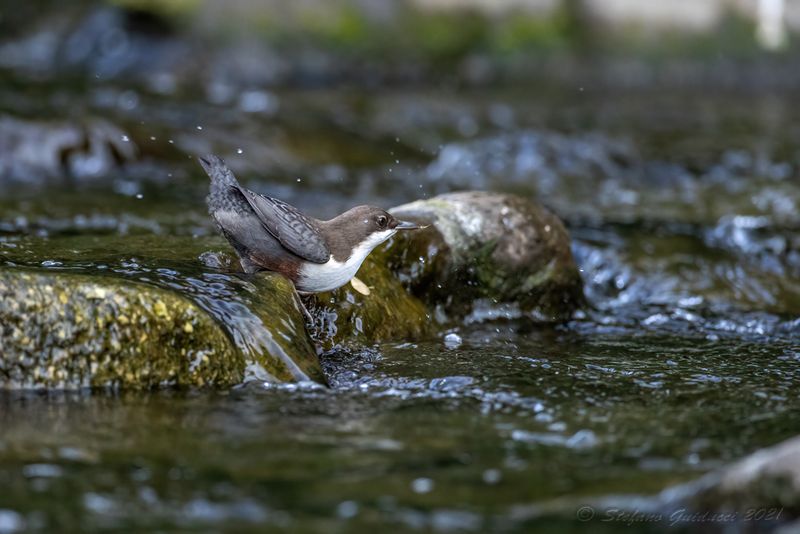 Merlo acquaiolo (Cinclus cinclus) - White-throated Dipper